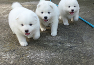 Продавам малки чистокръвни самоеди - мъжки и женск...