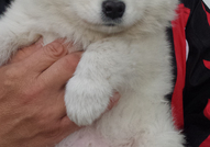 Продавам малки чистокръвни самоеди - мъжки и женск...