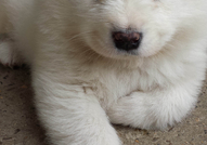 Продавам малки чистокръвни самоеди - мъжки и женск...