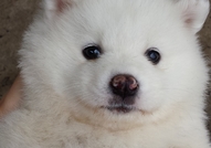 Продавам малки чистокръвни самоеди - мъжки и женск...