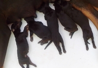 Малки доберманчета 350лв родени на 07.07.2015г мож...