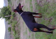 Малки доберманчета 350лв родени на 07.07.2015г мож...