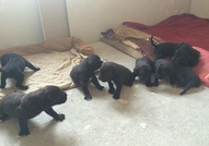 Чистокъвни кученца от породата Кане Корсо родени н...