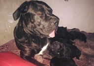 Чистокъвни кученца от породата Кане Корсо родени н...