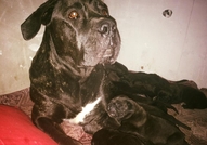 Чистокъвни кученца от породата Кане Корсо родени н...