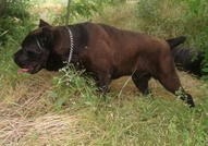 Чистокъвни кученца от породата Кане Корсо родени н...