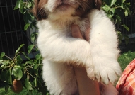 Продавам женски и мъжки кученца, порода БЪЛГАРСКО ...