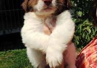 Продавам женски и мъжки кученца, порода БЪЛГАРСКО ...