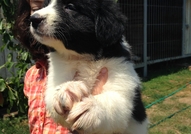 Продавам женски и мъжки кученца, порода БЪЛГАРСКО ...