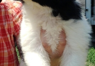 Продавам женски и мъжки кученца, порода БЪЛГАРСКО ...