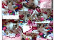 НОВИ ПЕРСИЙСКИ КОТЕНЦА НАЙ-ДЪЛГОКОСМЕСТИ МНОГОЦВЕ...