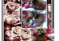 НОВИ ПЕРСИЙСКИ КОТЕНЦА НАЙ-ДЪЛГОКОСМЕСТИ МНОГОЦВЕ...