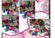 НОВИ ПЕРСИЙСКИ КОТЕНЦА НАЙ-ДЪЛГОКОСМЕСТИ МНОГОЦВЕ...