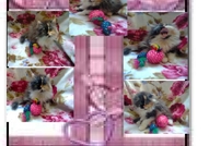 НОВИ ПЕРСИЙСКИ КОТЕНЦА НАЙ-ДЪЛГОКОСМЕСТИ МНОГОЦВЕ...