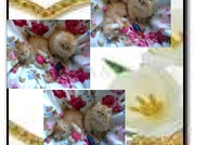 НОВИ ПЕРСИЙСКИ КОТЕНЦА НАЙ-ДЪЛГОКОСМЕСТИ МНОГОЦВЕ...