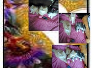 НОВИ ПЕРСИЙСКИ КОТЕНЦА НАЙ-ДЪЛГОКОСМЕСТИ МНОГОЦВЕ...