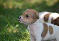 Продавам Джак Ръсел Териер! Бебета( мъжки и женски...