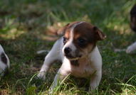 Продавам Джак Ръсел Териер! Бебета( мъжки и женски...