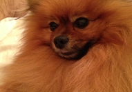Породист Померан си търси Породиста Дама