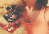 Породист Померан си търси Породиста Дама