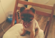 Породист Померан си търси Породиста Дама