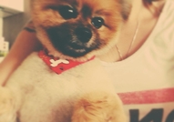 Породист Померан си търси Породиста Дама