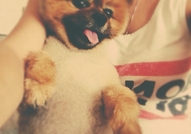 Породист Померан си търси Породиста Дама