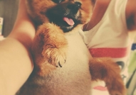 Породист Померан си търси Породиста Дама