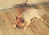 Породист Померан си търси Породиста Дама