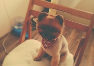 Породист Померан си търси Породиста Дама