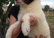 Продавам женско кученце, порода БЪЛГАРСКО ОВЧАРСКО...