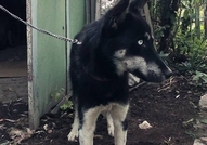 Намира се в гр. ТърговищеОбезпаразитихме го вътреш...