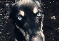 Намира се в гр. ТърговищеОбезпаразитихме го вътреш...