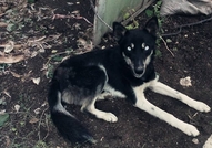 Намира се в гр. ТърговищеОбезпаразитихме го вътреш...