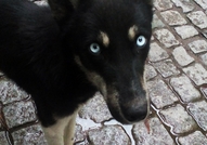 Намира се в гр. ТърговищеОбезпаразитихме го вътреш...