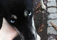 Намира се в гр. ТърговищеОбезпаразитихме го вътреш...