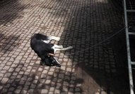 Намира се в гр. ТърговищеОбезпаразитихме го вътреш...