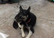 Намира се в гр. ТърговищеОбезпаразитихме го вътреш...