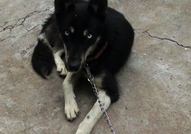 Намира се в гр. ТърговищеОбезпаразитихме го вътреш...