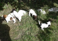 Прекрасни кученца,добре охранени,обезпаразитени въ...