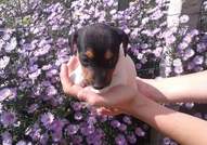 Прекрасни кученца,добре охранени,обезпаразитени въ...