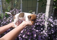 Прекрасни кученца,добре охранени,обезпаразитени въ...