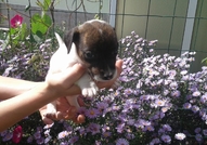 Прекрасни кученца,добре охранени,обезпаразитени въ...