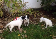 Продавам чистокръвни бебета порода Английски сетер...