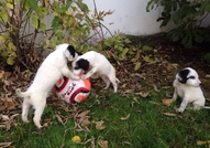 Продавам чистокръвни бебета порода Английски сетер...