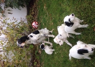 Продавам чистокръвни бебета порода Английски сетер...