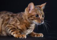 Бенгалски котенца от развъдник с родословие. Бенга...