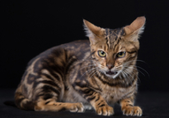 Бенгалски котенца от развъдник с родословие. Бенга...