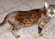 Кастриран бенгалски котарак Котарака BG*Oleg Chic...