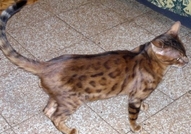 Кастриран бенгалски котарак Котарака BG*Oleg Chic...